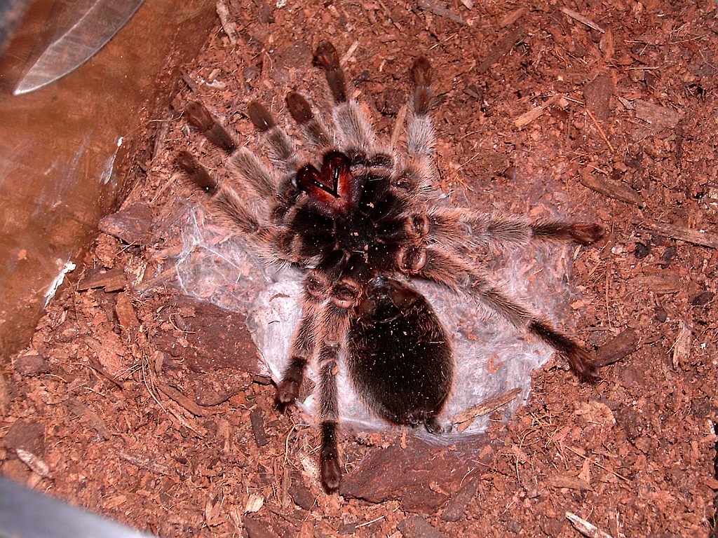 Grammostola rosea molting