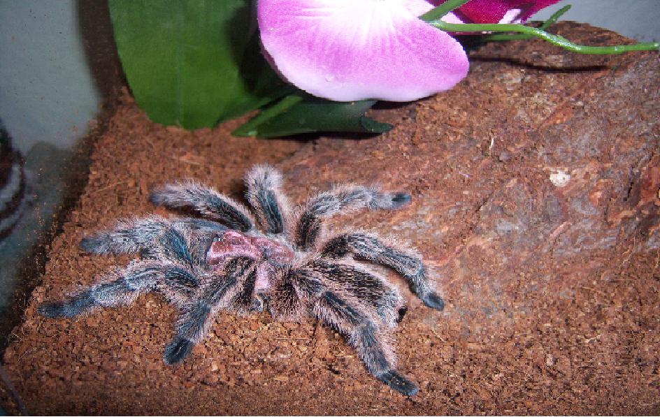 Grammostola rosea postmolt