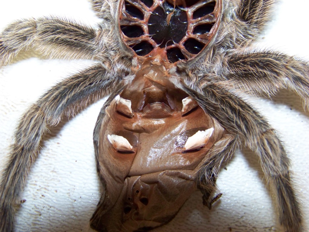 Grammostola Rosea Spermathecae