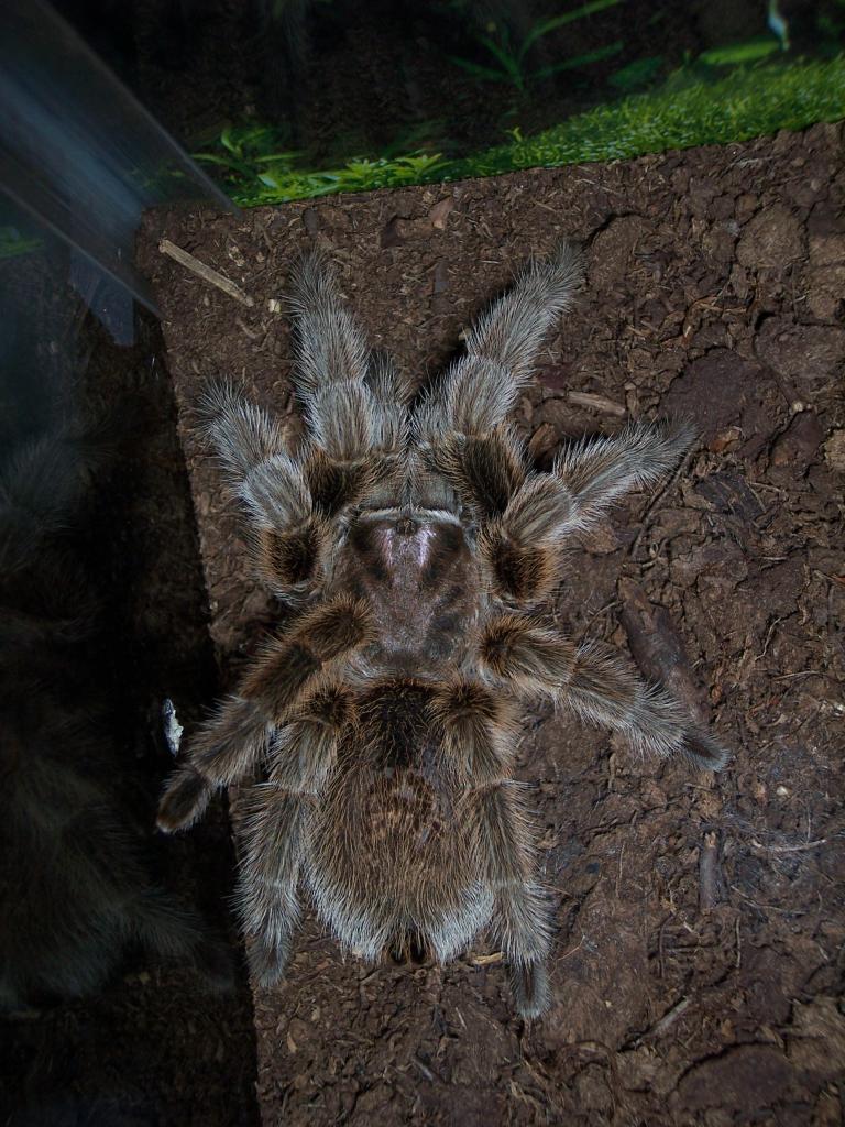 Grammostola rosea