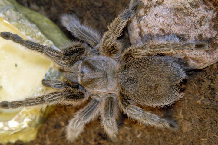 Grammostola rosea