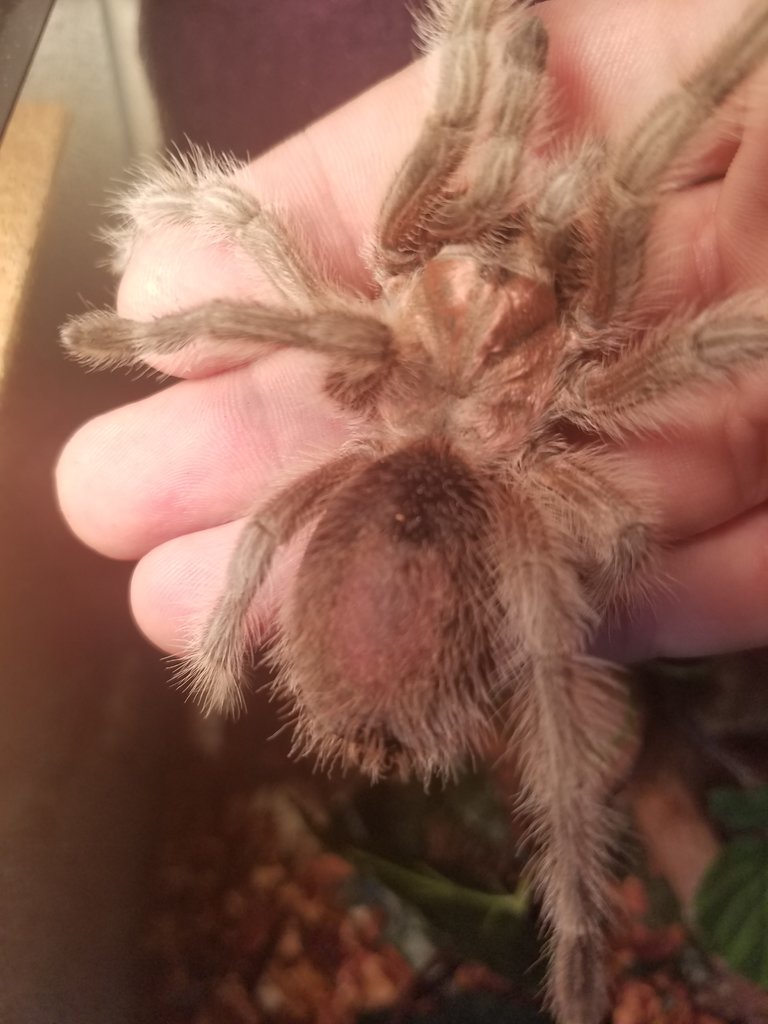 Grammostola rosea