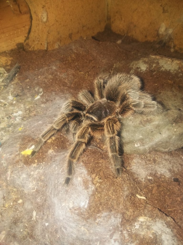 Grammostola rosea