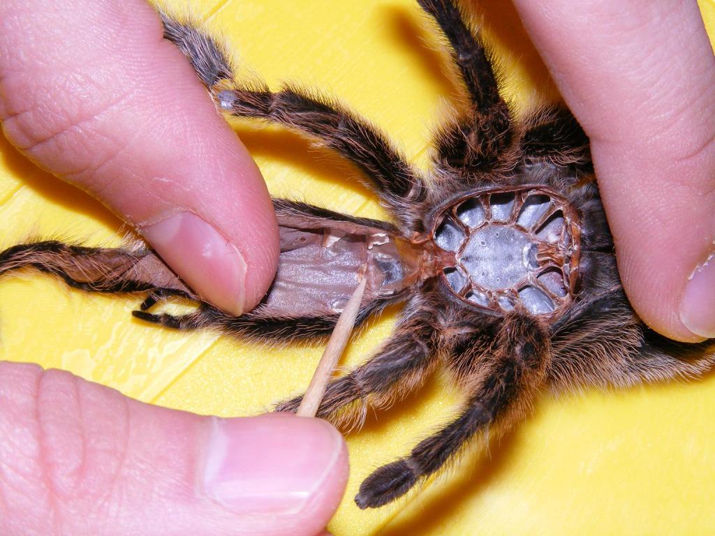 Grammostola rosea