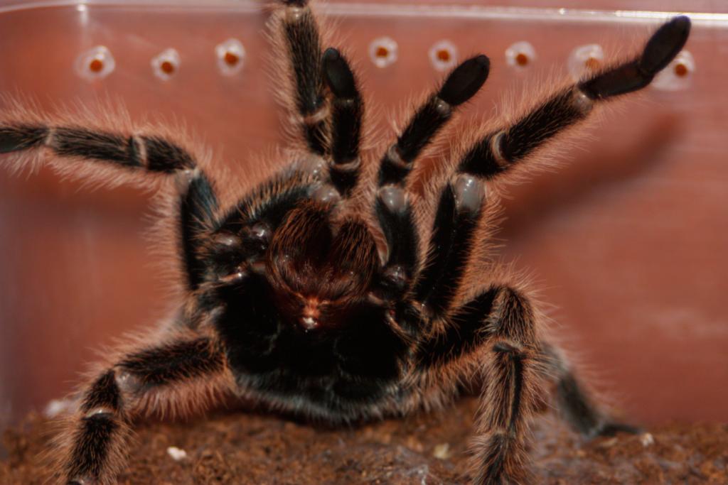 Grammostola rosea