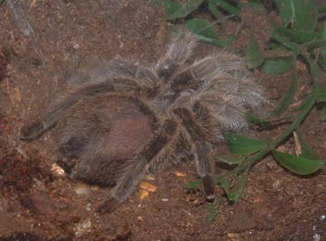 Grammostola rosea