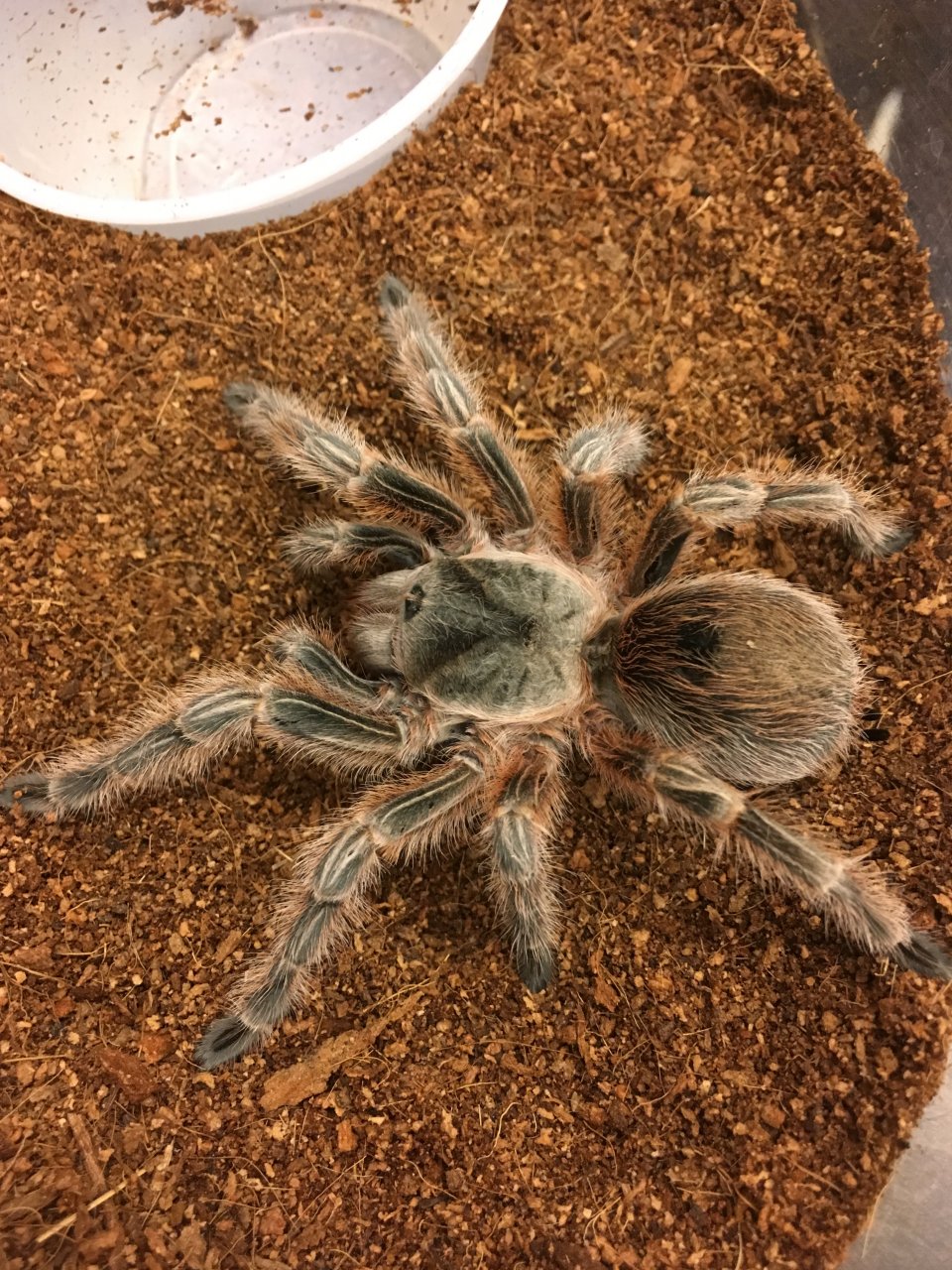 Grammostola sp. "Concepción"