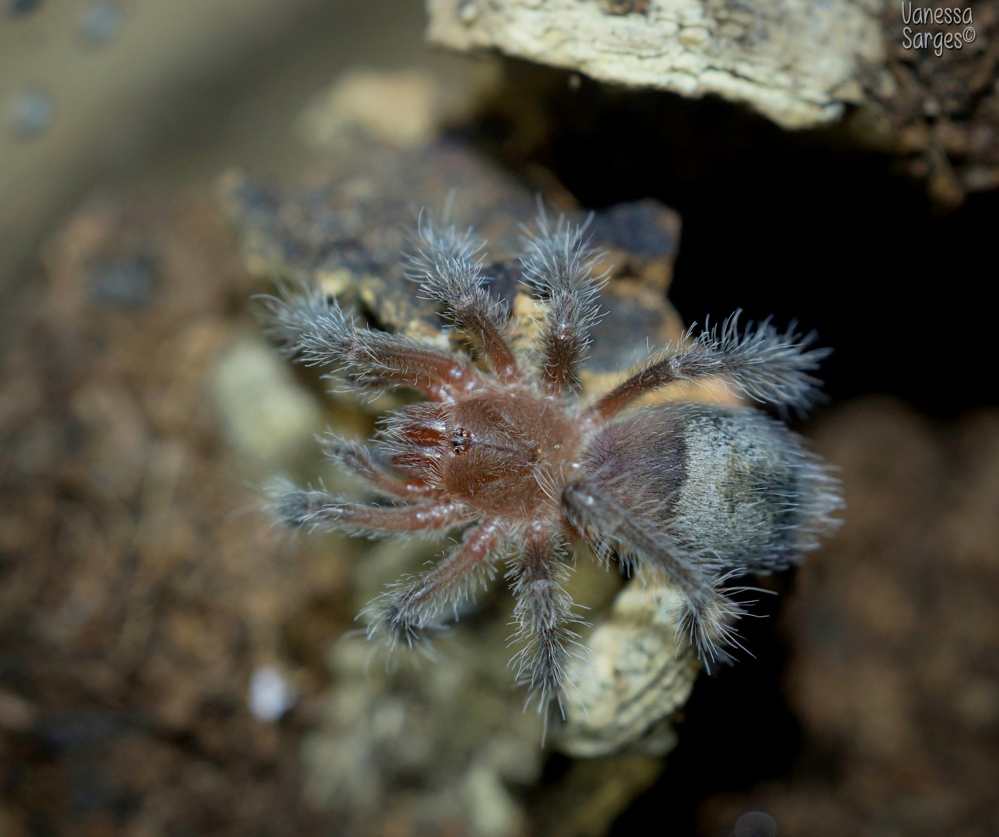 Grammostola sp. Formosa Spiderling