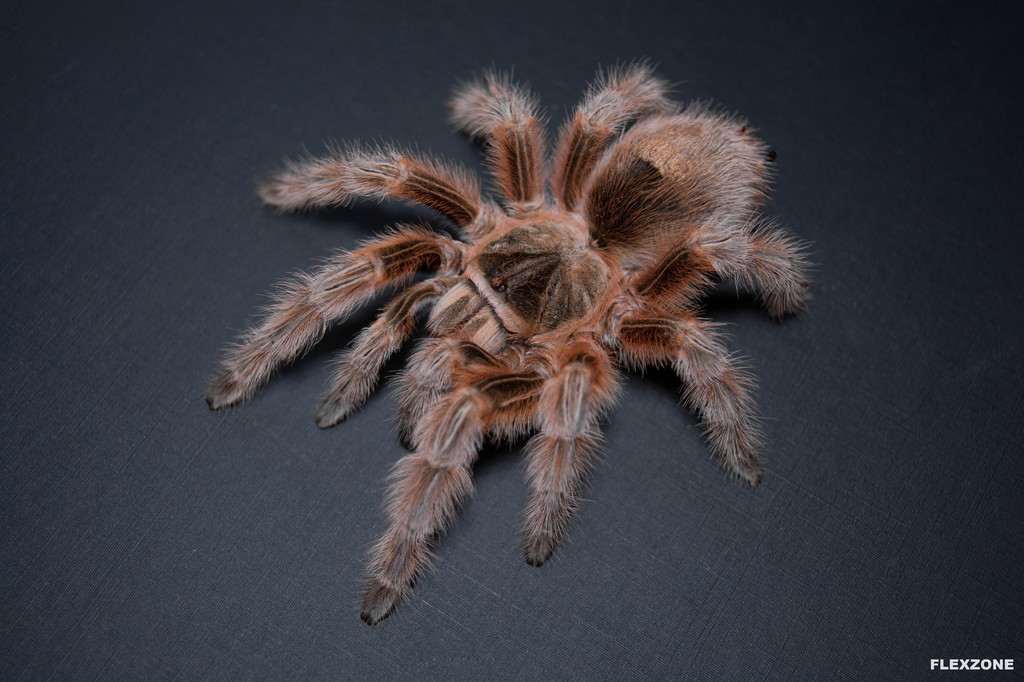 Grammostola sp. maule