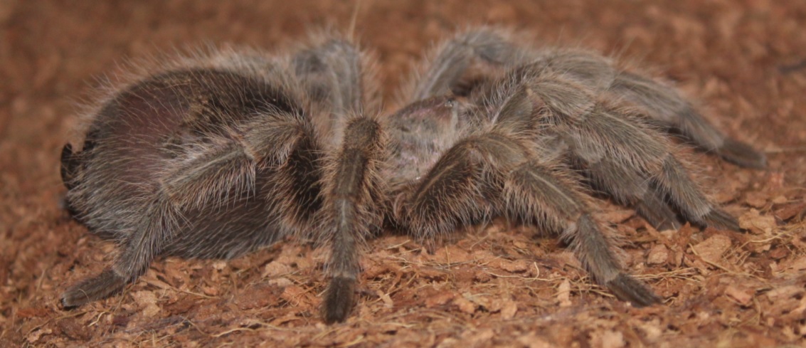 Grammostola sp. north (F) May 22 2017