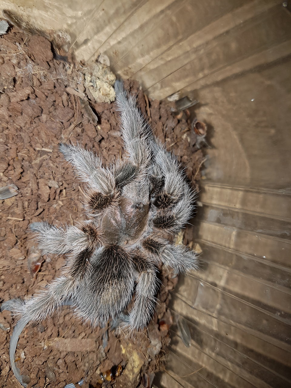 Grammostola sp.