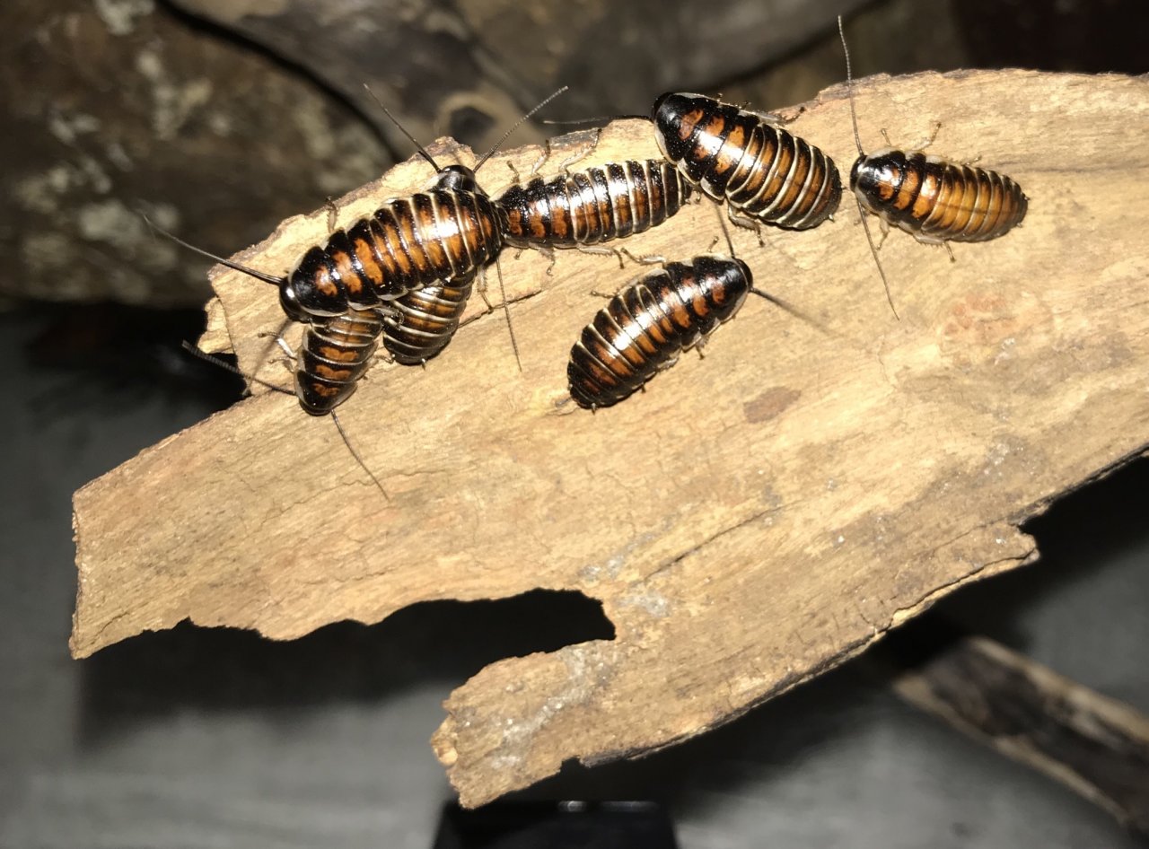 Gromphadorhina oblongonota nymphs