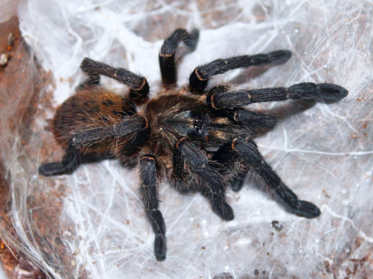 H. chrysogaster