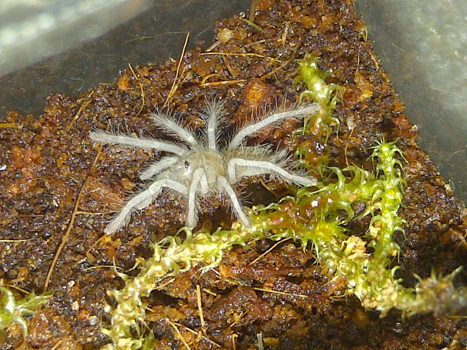 H. gigas sling first molt.