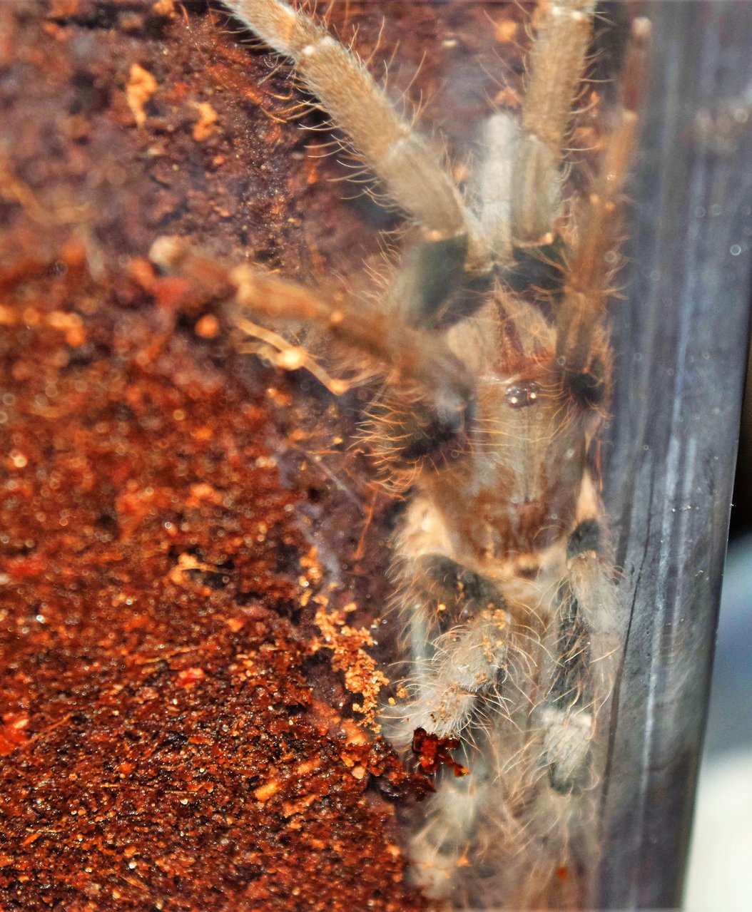 H. gigas