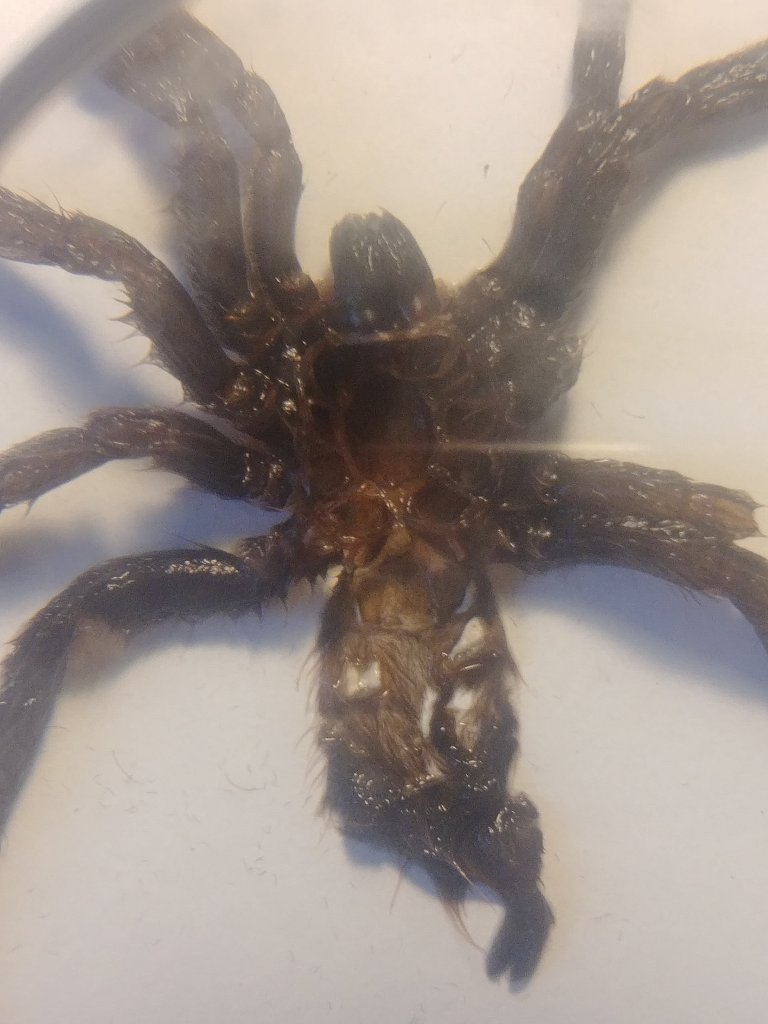 H. maculata 1.2in M or F?