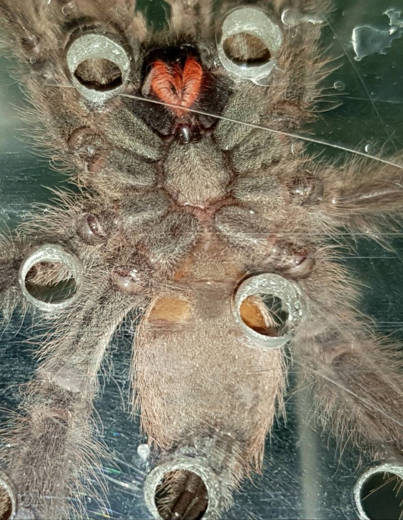 H.maculata 3" juvenile