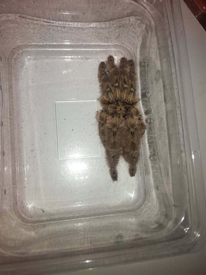 H. maculata - adult male?