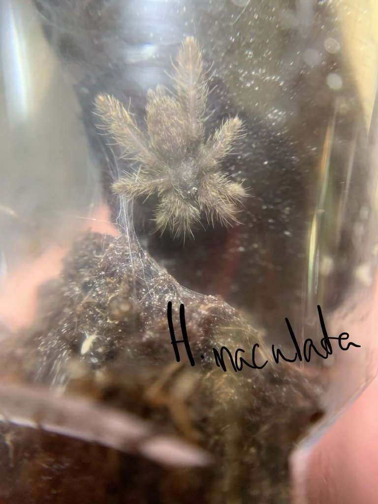 H.maculata sling