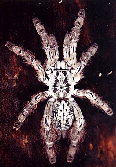 H Maculata