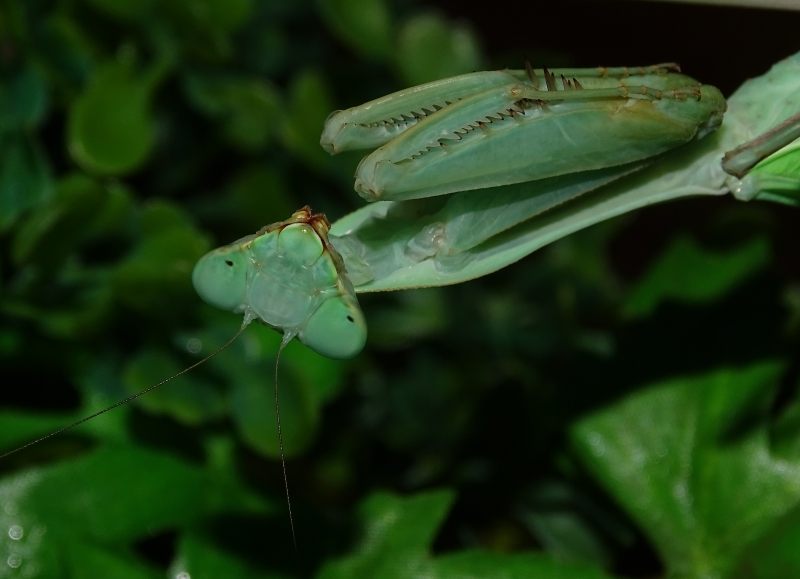 H. membranacea