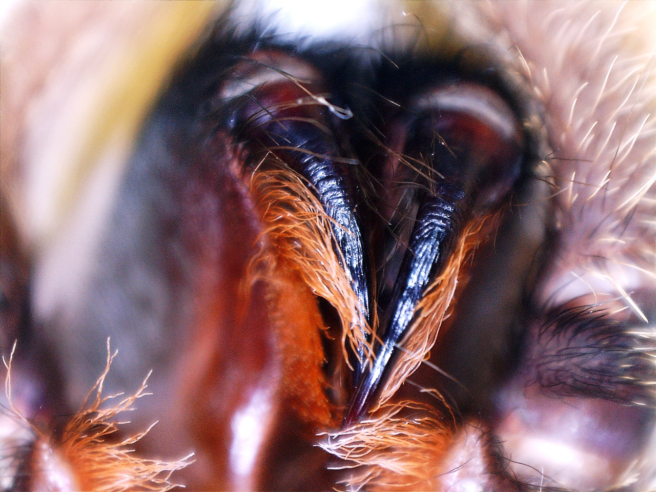 H.pulchripes Fangs