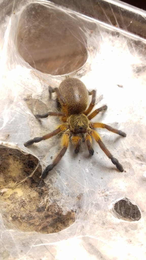 H. pulchripes going to explode