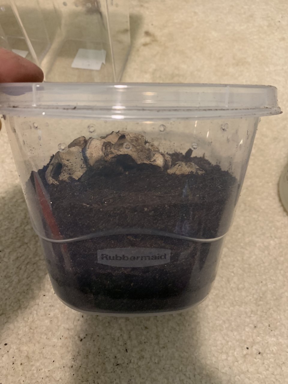 H. Pulchripes Sling Enclosure