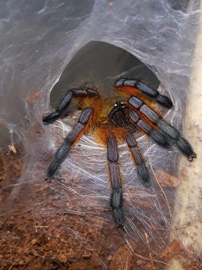 H.pulchripes sling post molt