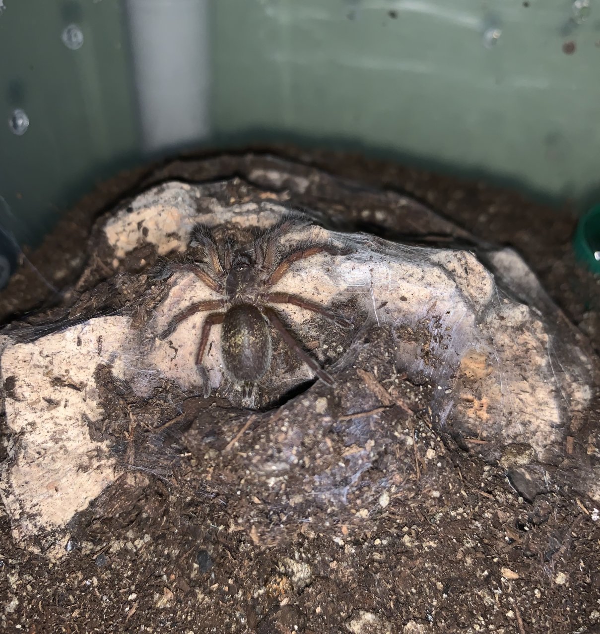 H. Pulchripes sling