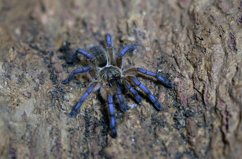 H.pulchripes