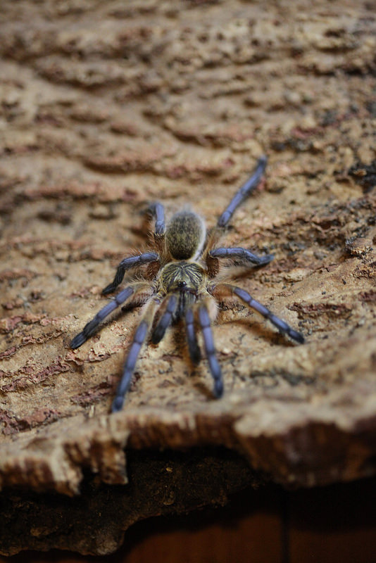 H.pulchripes