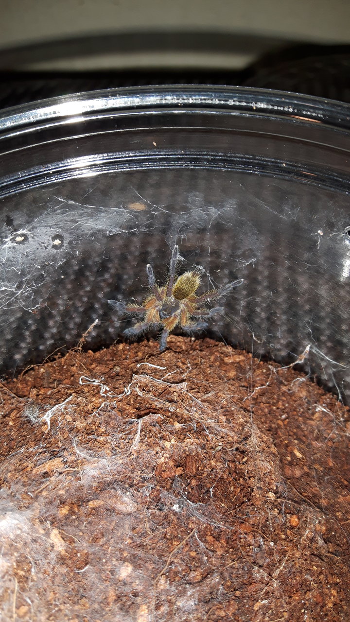 H.pulchripes