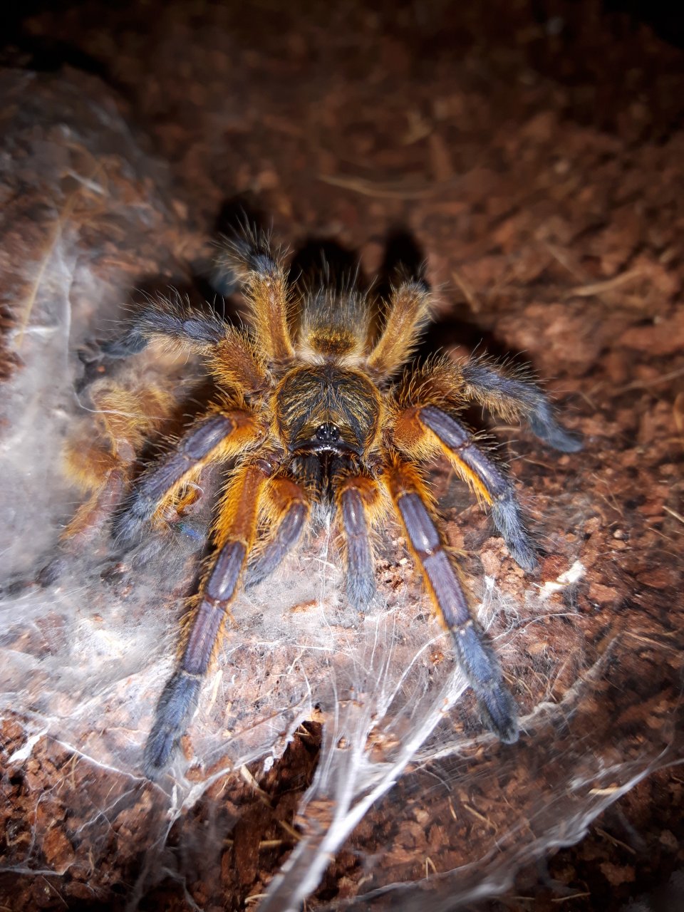 H.pulchripes