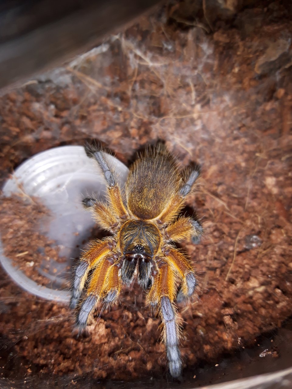 H.pulchripes