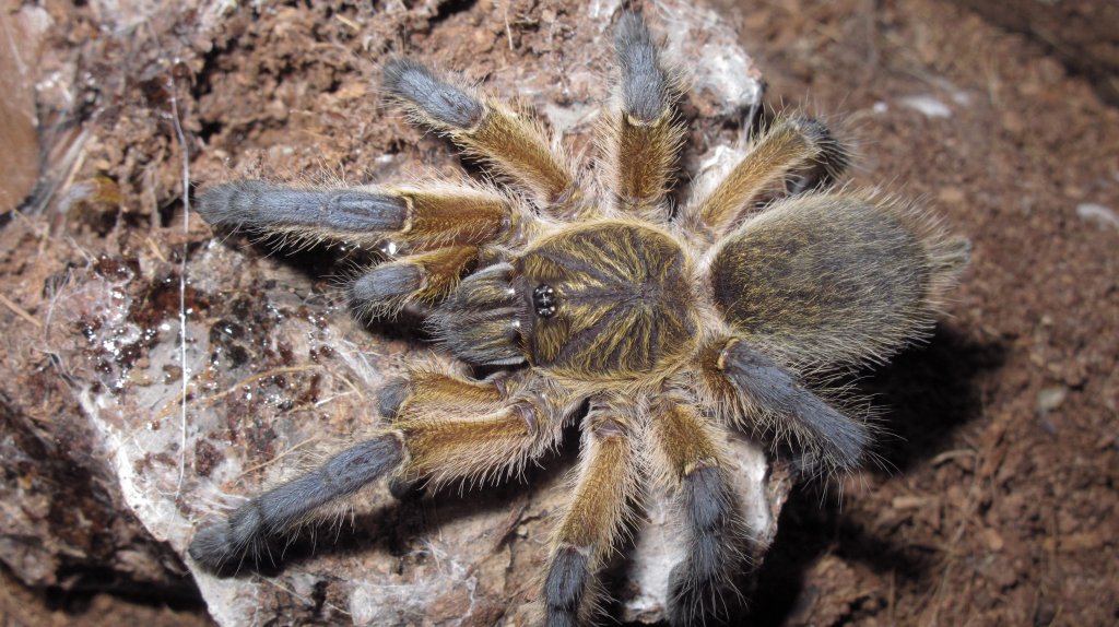 H. pulchripes