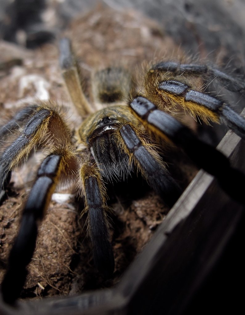 H. pulchripes