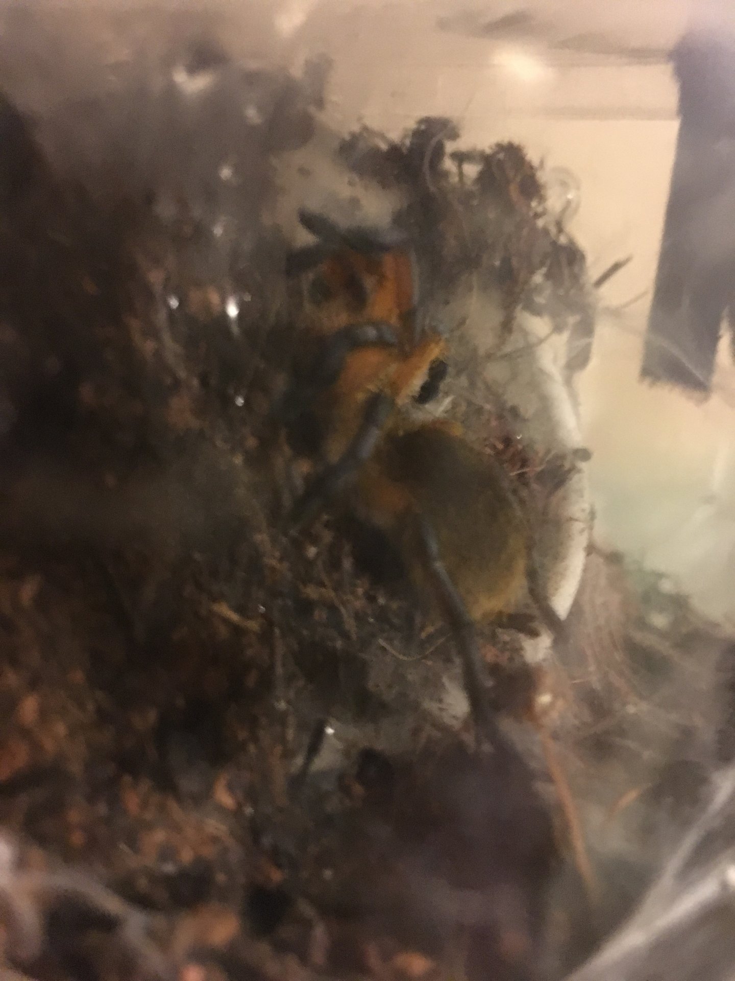 H pulchripes