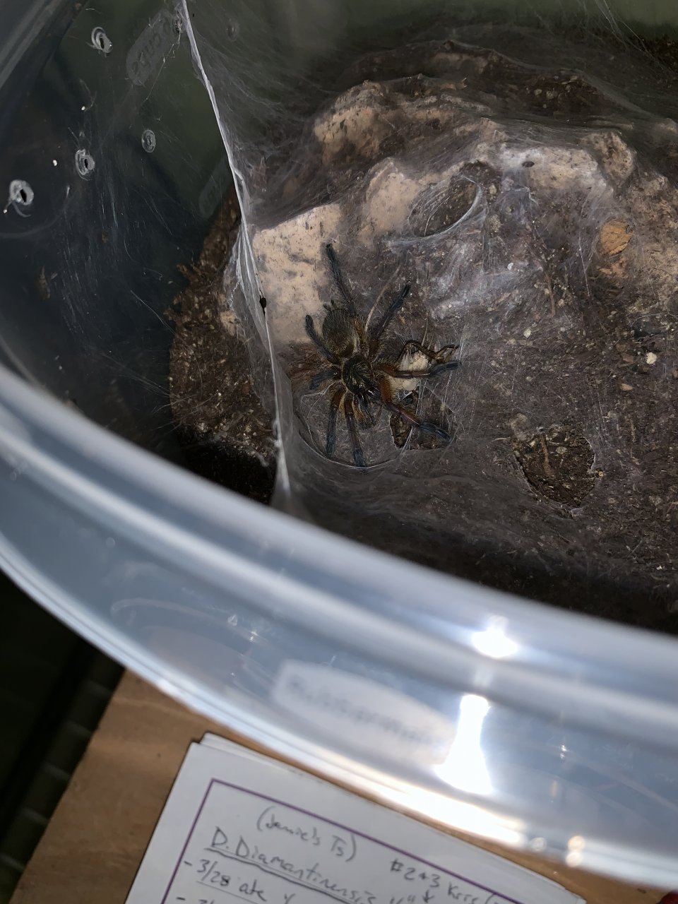 H. Pulchripes