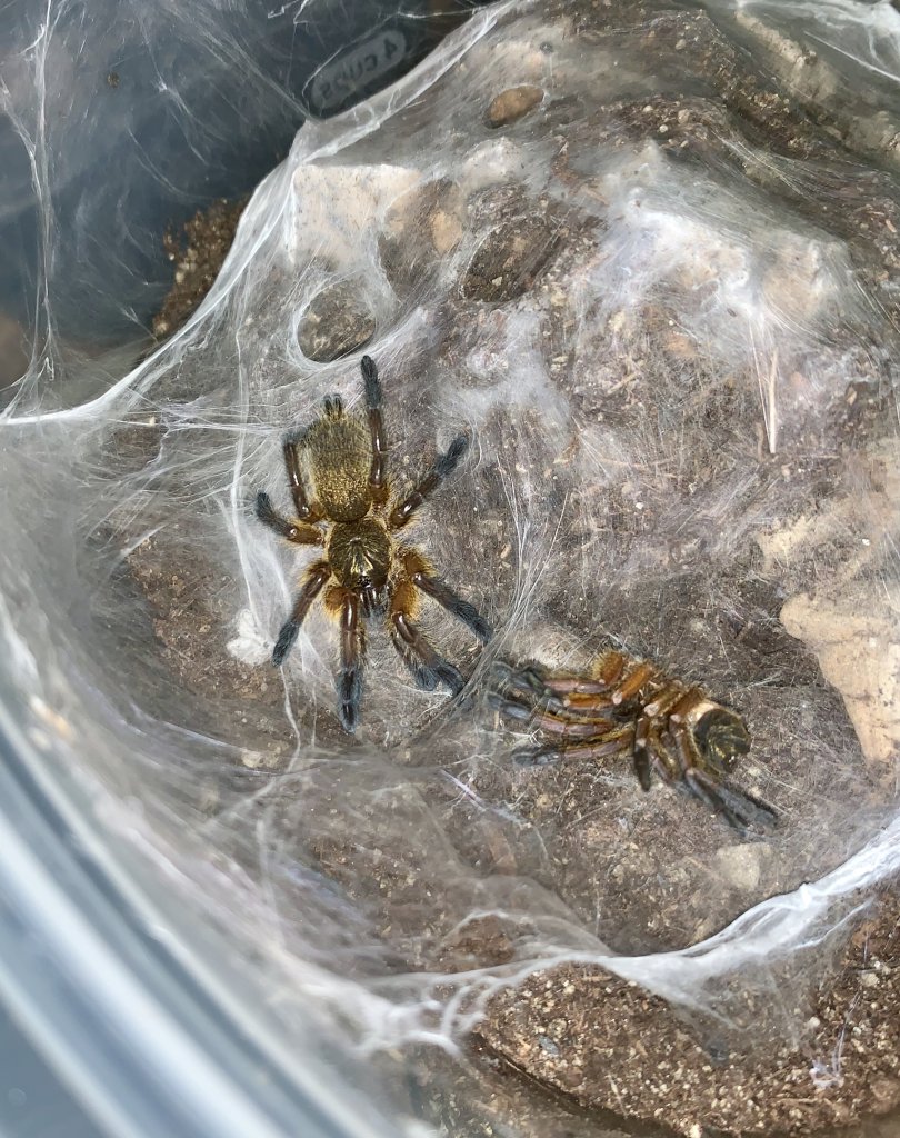 H. Pulchripes