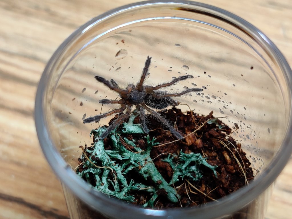 H. pulchripes