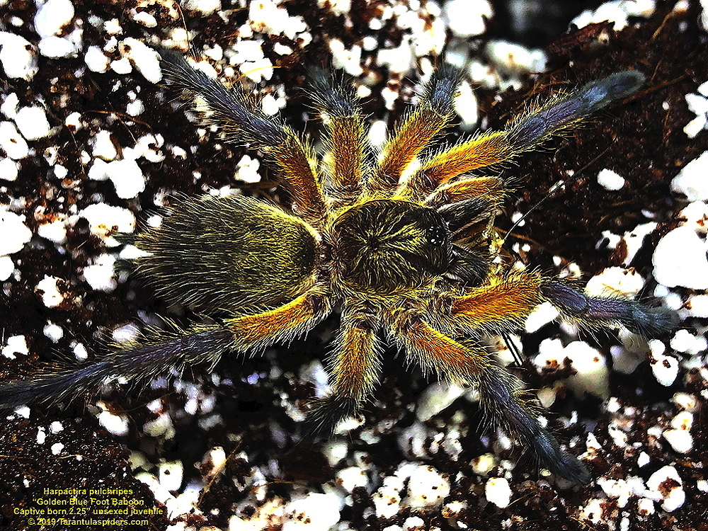 H.pulchripes_juv_1