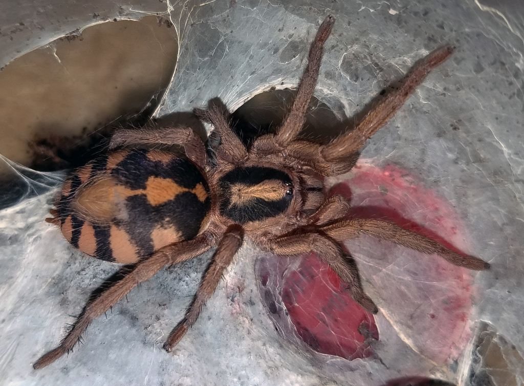 H. sp colombia Large