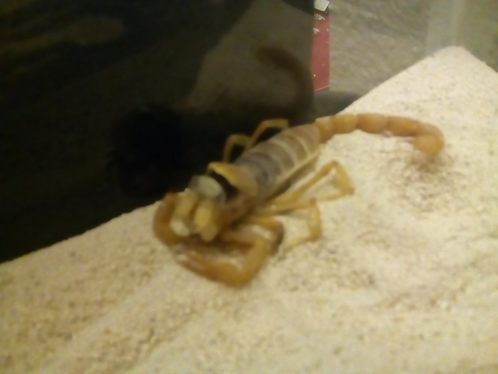 Hadrurus arizonensis died during molt