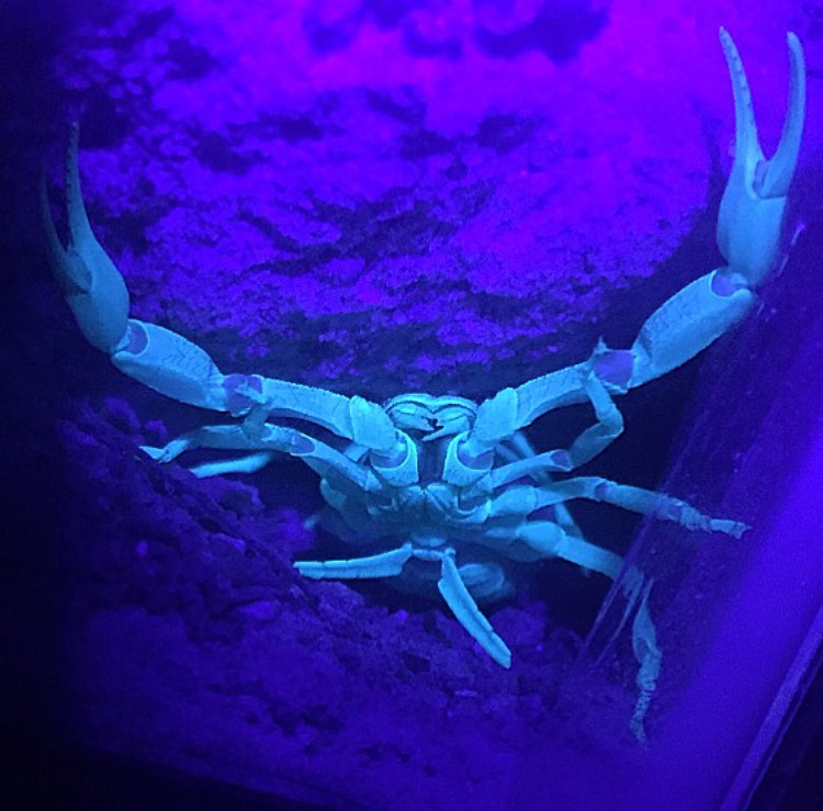 Hadrurus Arizonensis under black light