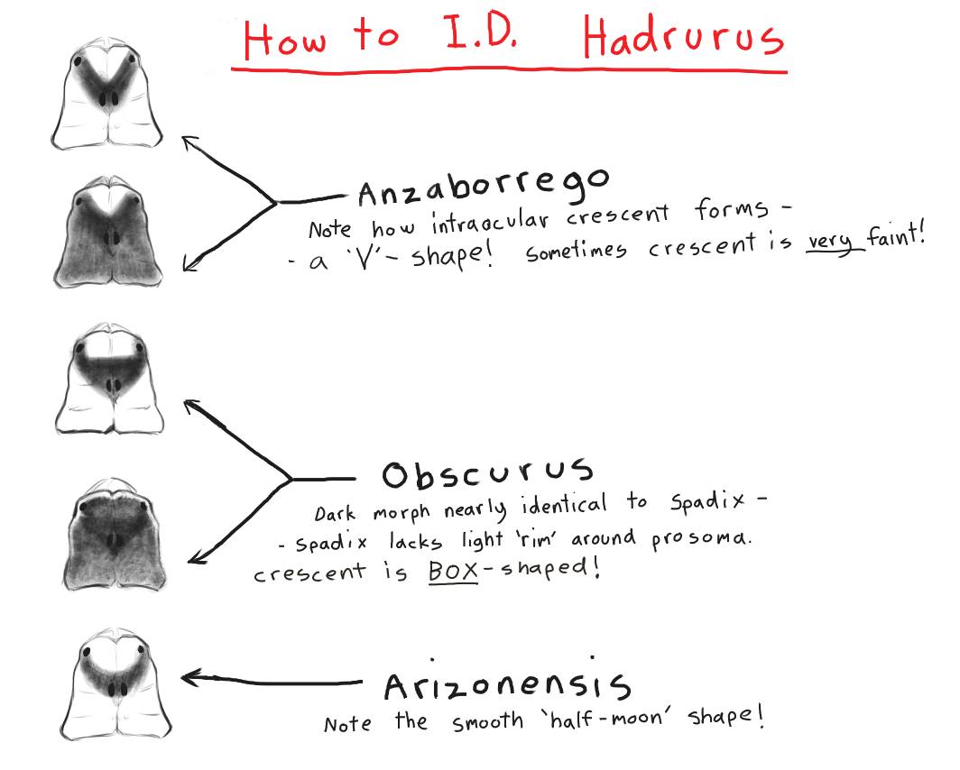 Hadrurus identification key