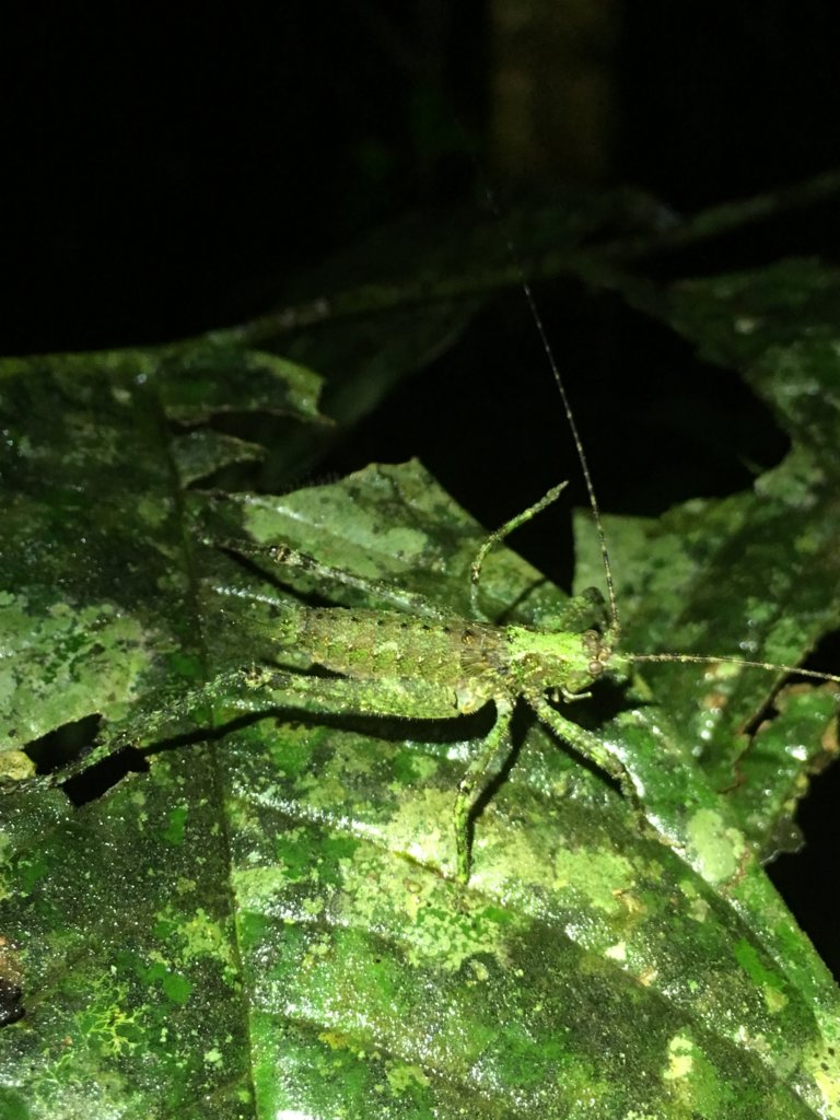 Haemodiasma sp Costa Rica