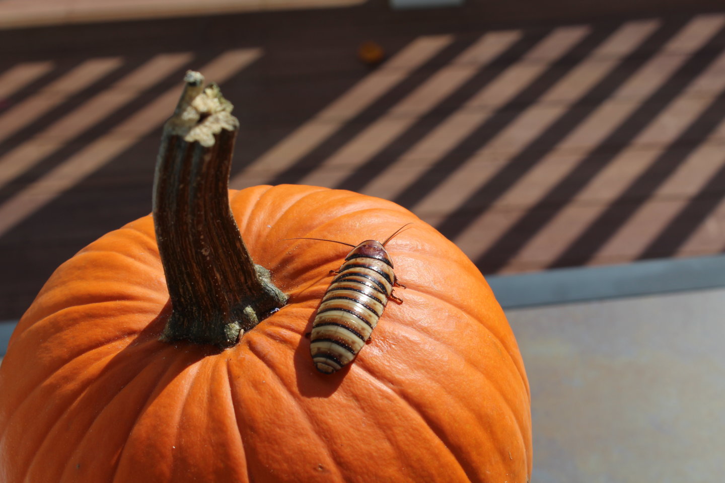 Halloween Hisser on a Pumpkin