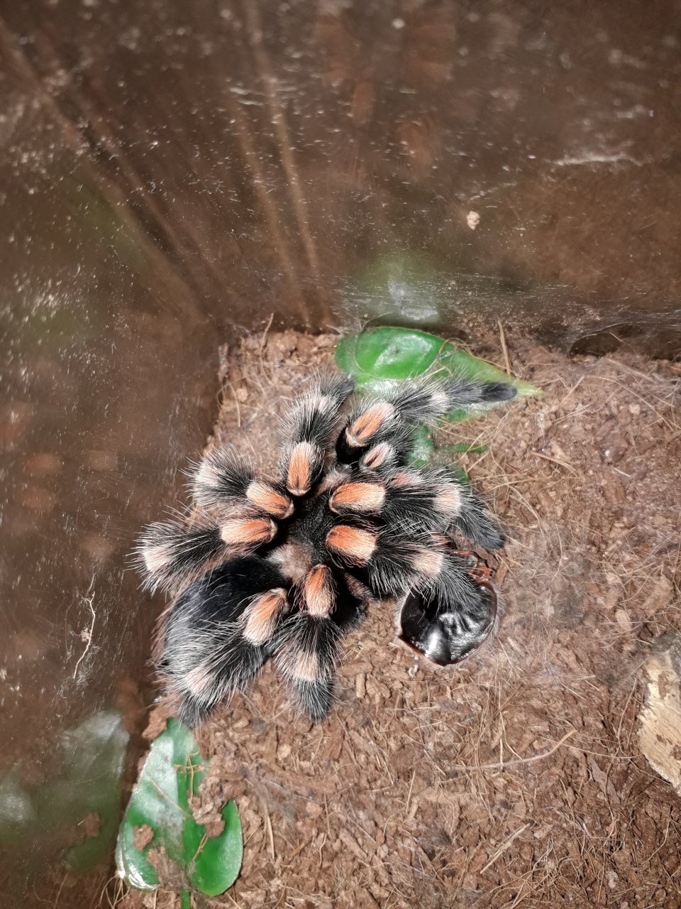 Hamorii freshly moulted