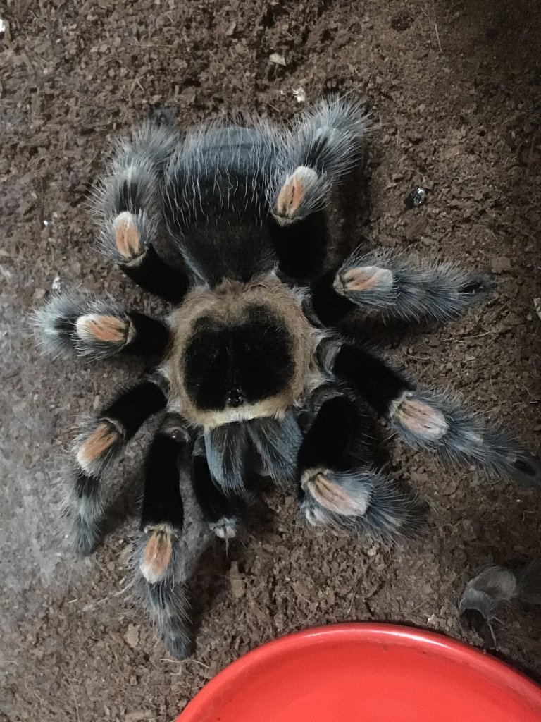 Hamorii or smithi #1